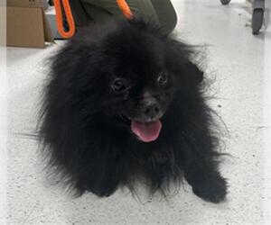 Pomeranian Dogs for adoption in Center Township, PA, USA