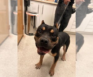 American Pit Bull Terrier-Unknown Mix Dogs for adoption in Alameda, CA, USA
