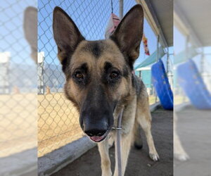 German Shepherd Dog Dogs for adoption in Bakersfield, CA, USA