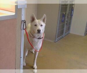 - Mix Dogs for adoption in Sacramento, CA, USA