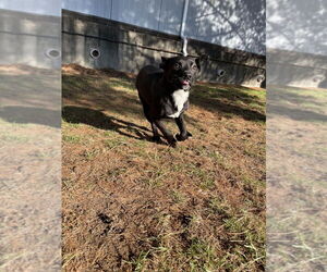 Mutt Dogs for adoption in Evansville, IN, USA