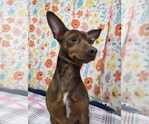 Chiweenie Dogs for adoption in Chico, CA, USA