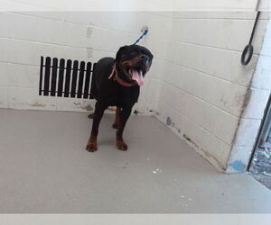 Rottweiler Dogs for adoption in San Bernardino, CA, USA