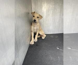 Labrador Retriever-Unknown Mix Dogs for adoption in San Antonio, TX, USA