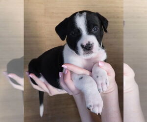 American Pit Bull Terrier Dogs for adoption in La Vergne, TN, USA