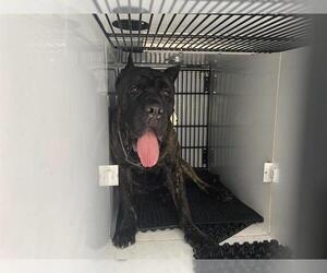 Mutt Dogs for adoption in Pasadena, CA, USA