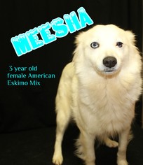 Medium Photo #1 American Eskimo Dog-Unknown Mix Puppy For Sale in Nicholasville, KY, USA