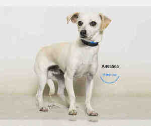 Chiweenie Dogs for adoption in Moreno Valley, CA, USA