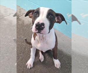 American Bulldog-Unknown Mix Dogs for adoption in Woodland, CA, USA