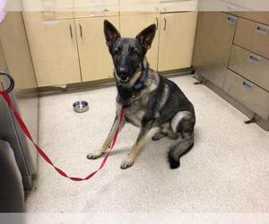 Mutt Dogs for adoption in Riverside, CA, USA