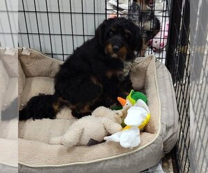 Miniature Bernedoodle Dogs for adoption in Mukwonago, WI, USA