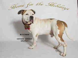 Bullypit Dogs for adoption in Corona, CA, USA