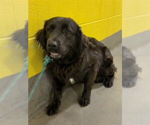 Australian Shepherd Dogs for adoption in Forestville, MD, USA