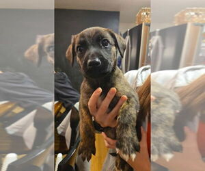 Boxer-German Shepherd Dog Mix Dogs for adoption in Aurora, IN, USA