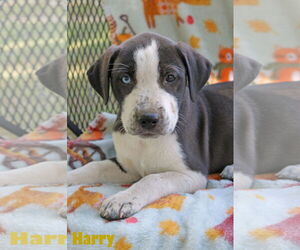 American Pit Bull Terrier-Unknown Mix Dogs for adoption in Wakefield, RI, USA