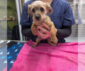 Norfolk Terrier-Unknown Mix Dogs for adoption in Chico, CA, USA