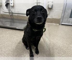 Chihuahua-Unknown Mix Dogs for adoption in Grand Prairie, TX, USA