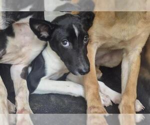 Mutt Dogs for adoption in San Antonio, TX, USA