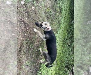 German Shepherd Dog-Unknown Mix Dogs for adoption in Houston, TX, USA