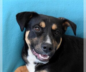 Mutt Dogs for adoption in Eureka, CA, USA
