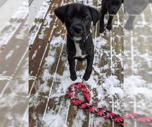 Mutt Dogs for adoption in Wyoming, MI, USA