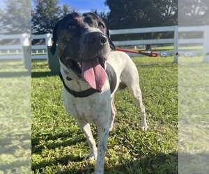 Boxador Dogs for adoption in Tavares, FL, USA