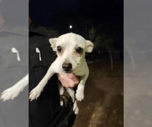 Chihuahua-Unknown Mix Dogs for adoption in San Antonio, TX, USA