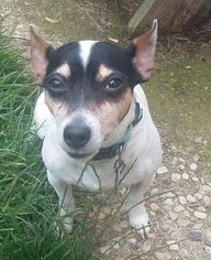 Rat Terrier Dogs for adoption in Orlando, FL, USA