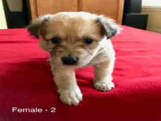 Medium Photo #1 Mutt Puppy For Sale in Houston, TX, USA