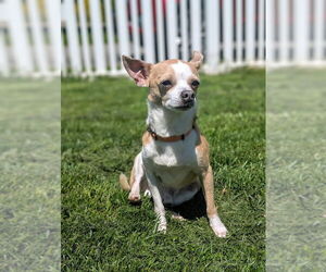 Chihuahua-Unknown Mix Dogs for adoption in Shermans Dale, PA, USA