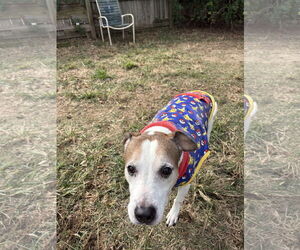 Mutt Dogs for adoption in Jackson, MS, USA