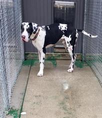 Great Dane Dogs for adoption in Freeport, FL, USA