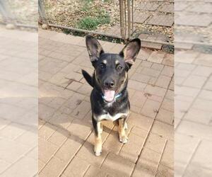 German Shepherd Dog Dogs for adoption in Scottsboro, AL, USA