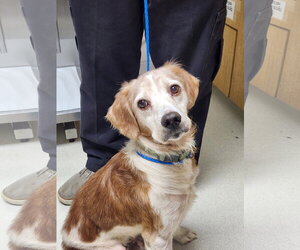 Brittany Dogs for adoption in Curwensville, PA, USA