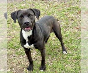 Labrador Retriever-Unknown Mix Dogs for adoption in Conroe, TX, USA