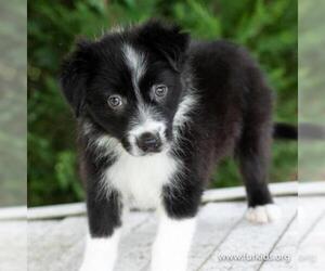 Border Collie Dogs for adoption in Atlanta, GA, USA