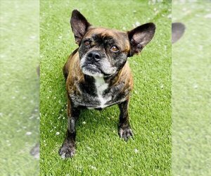 Frenchie Pug Dogs for adoption in Toronto, Ontario, Canada