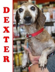 Medium Photo #1 Dachshund Puppy For Sale in San Antonio, TX, USA
