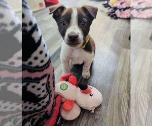 Huskies -Labrador Retriever Mix Dogs for adoption in Princeton, MN, USA