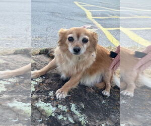 Chiranian Dogs for adoption in Euless, TX, USA