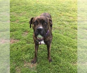 Boxer-Unknown Mix Dogs for adoption in Thibodaux, LA, USA