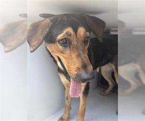 German Shepherd Dog Dogs for adoption in Houston, TX, USA