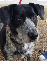 Medium Photo #1 Beagle-Unknown Mix Puppy For Sale in Bradenton, FL, USA