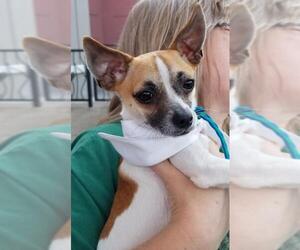 Chihuahua Dogs for adoption in Irving, TX, USA