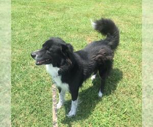 Border Collie Dogs for adoption in Scottsboro, AL, USA