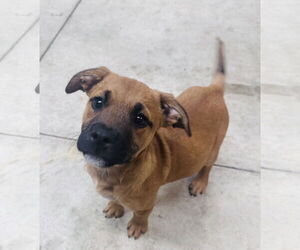 German Shepherd Dog-Unknown Mix Dogs for adoption in Princeton, MN, USA