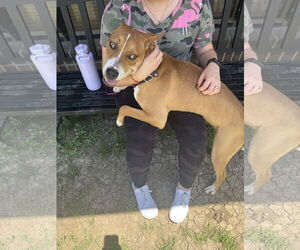 Basenji-Unknown Mix Dogs for adoption in Rowlett, TX, USA