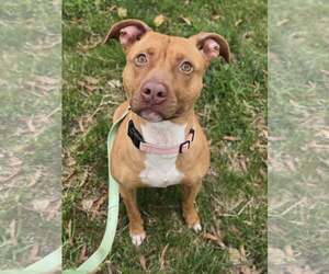 American Pit Bull Terrier-Unknown Mix Dogs for adoption in Millersville, MD, USA