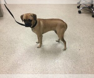 Puggle Dogs for adoption in Riverside, CA, USA