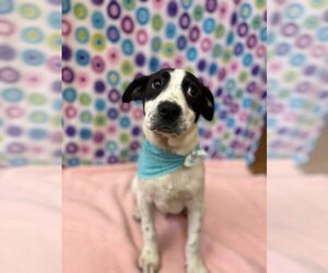 Dalmatian-Labrador Retriever Mix Dogs for adoption in Orangeburg, SC, USA